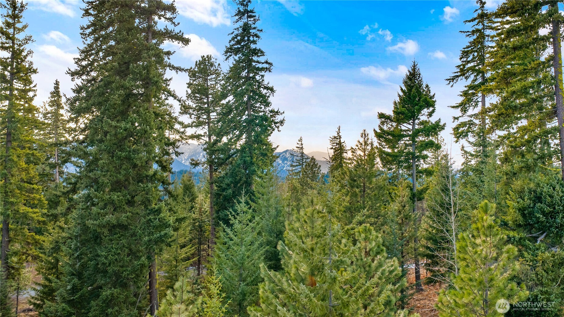 11 Red Sky Way Ronald, WA 98940 - Photo 2 of 12 a view of a tree in a yard