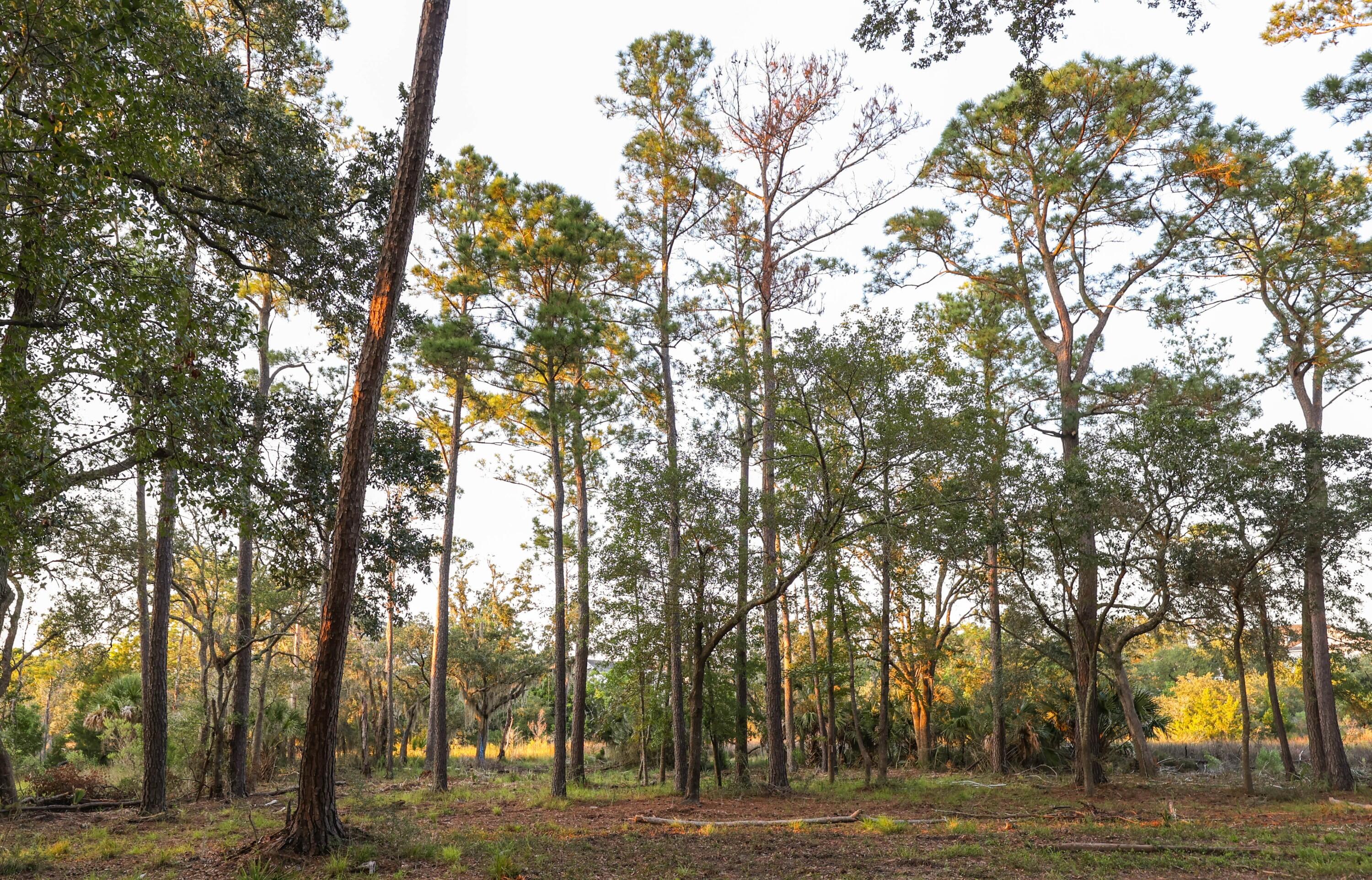 0 Haswell Street Daniel Island, SC 29492 - Photo 11 of 48 photo_009