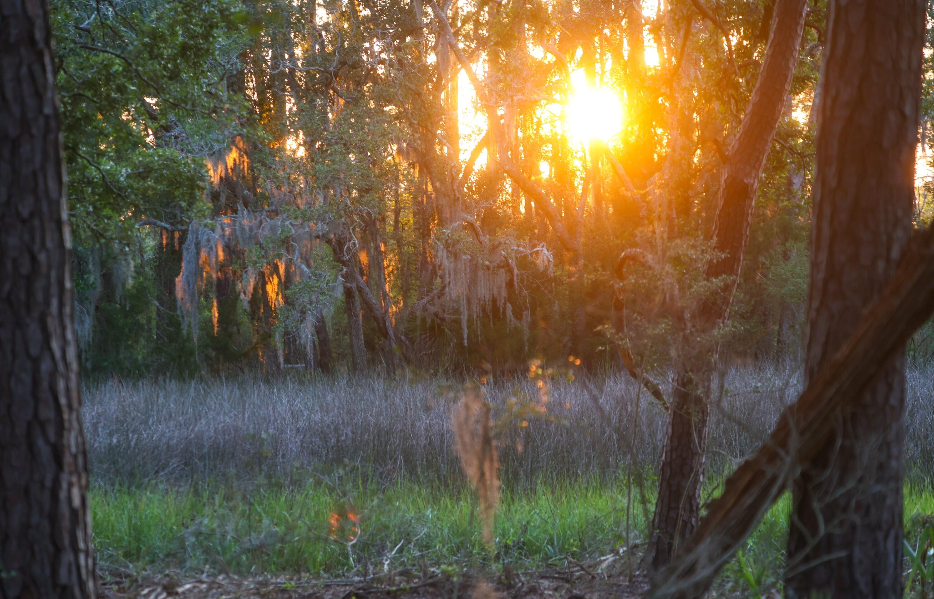 0 Haswell Street Daniel Island, SC 29492 - Photo 19 of 48 photo_008