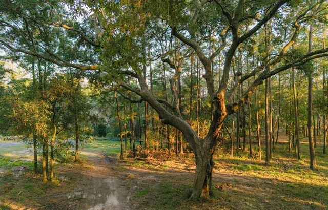 $1,995,000 | 0 Haswell Street, Daniel Island, SC 29492