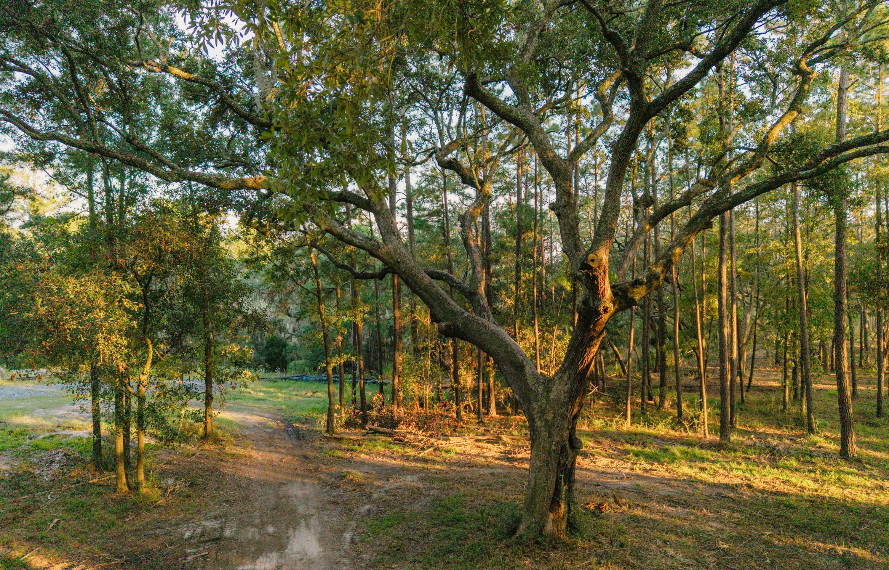 0 Haswell Street Daniel Island, SC 29492 - Photo 7 of 48 photo_004