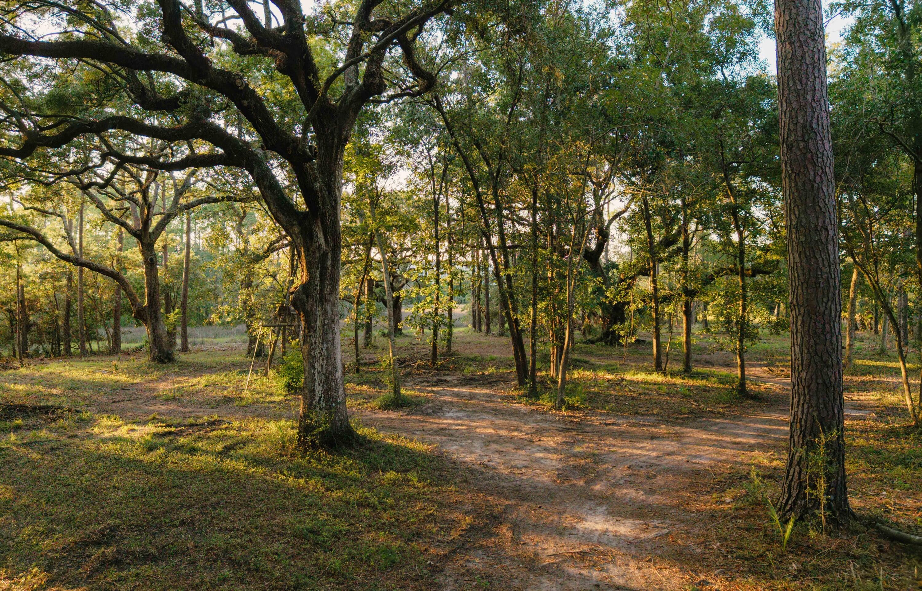 0 Haswell Street Daniel Island, SC 29492 - Photo 8 of 48 photo_005