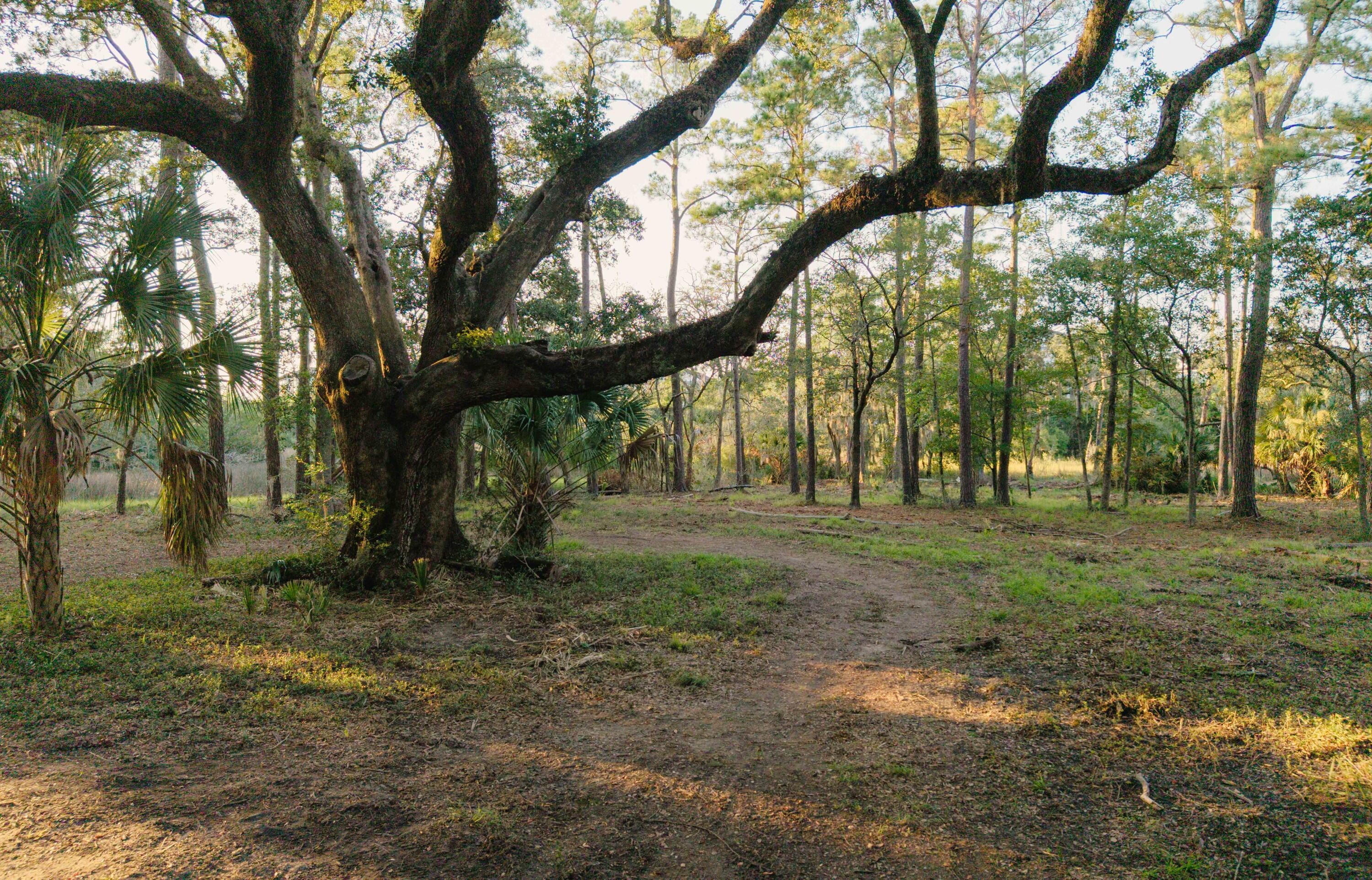0 Haswell Street Daniel Island, SC 29492 - Photo 9 of 48 photo_006