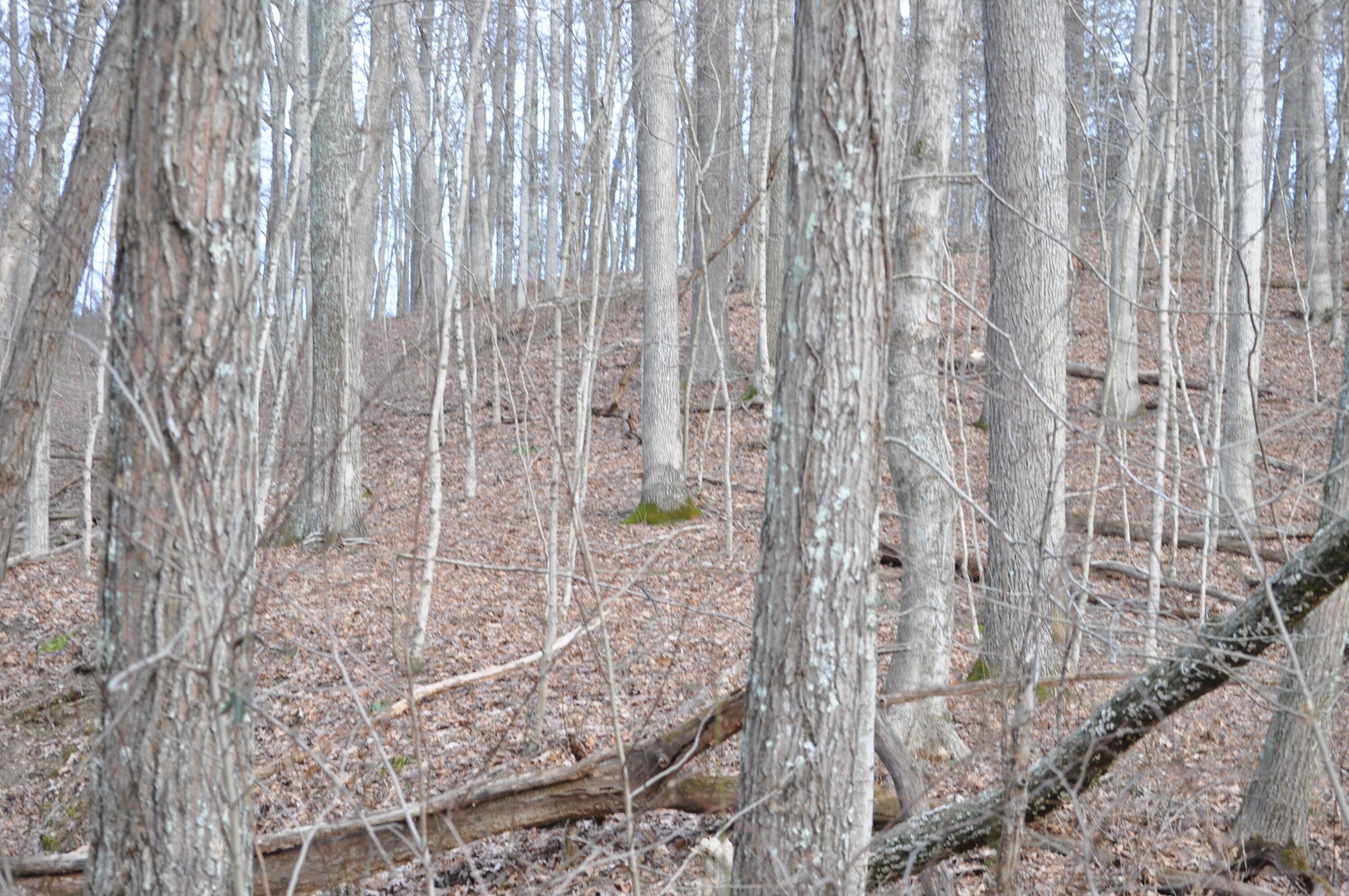 22808 Griffith Road Logan, OH 43138 - Photo 16 of 28 DSC_0288