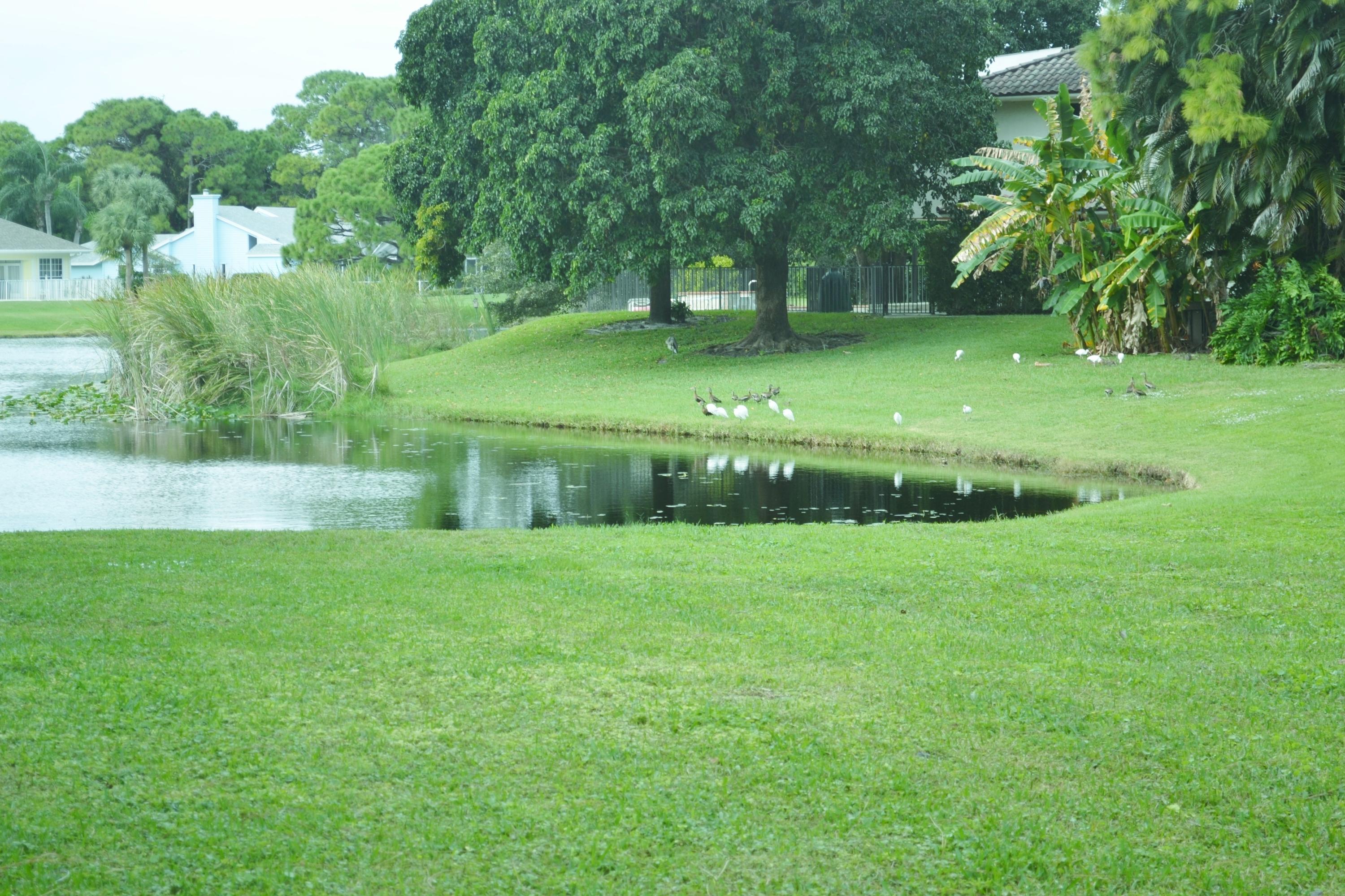 6063 Wood Lake Road Jupiter, FL 33458 - Photo 3 of 60 VIEW FROM LAKE EDGE