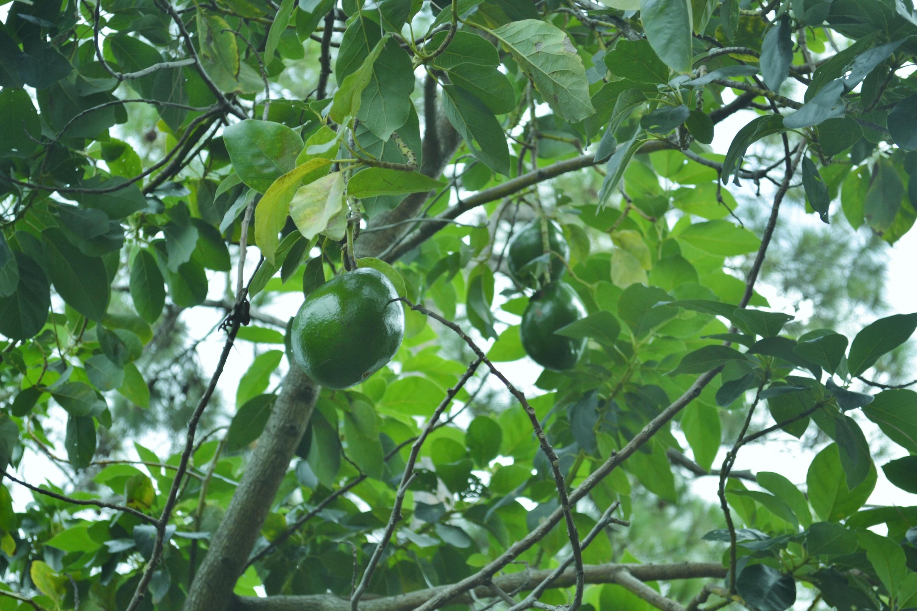 6063 Wood Lake Road Jupiter, FL 33458 - Photo 49 of 60 3 VARIETIES OF AVOCADO TREES