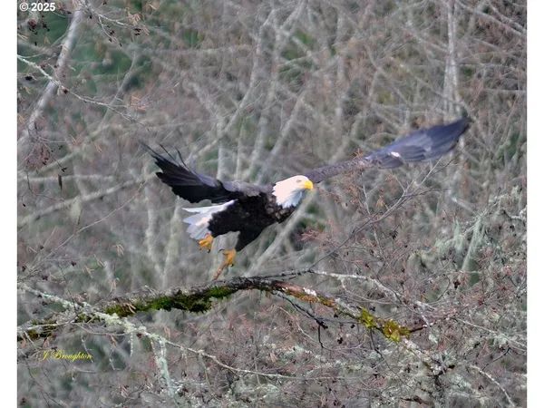 $96,000 | Carson Depot Road, Carson, WA 98610