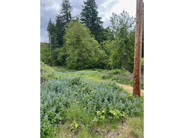 a view of a garden with plants