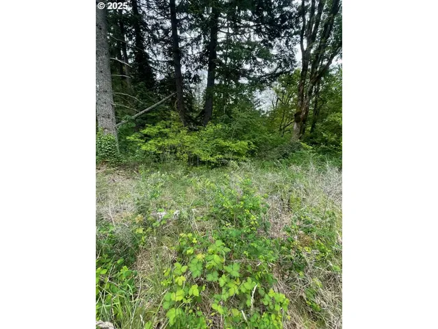 a close up of a plant in a garden