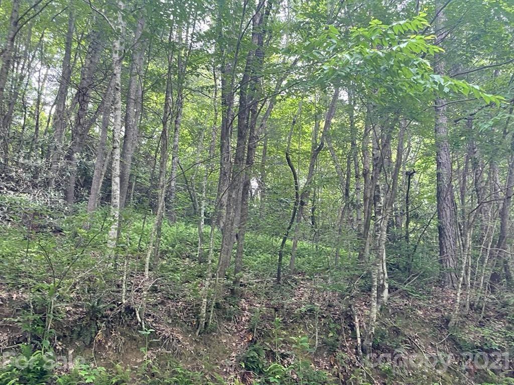 0 Cornelious Ashe Road Whittier, NC 28789 - Photo 4 of 4 Gallery Image 4