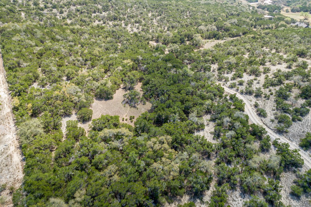 Tbd Tbd Other Bulverde, TX 78163 - Photo 29 of 42 a view of a forest with a tree