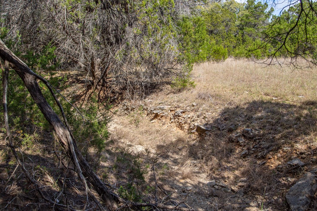 Tbd Tbd Other Bulverde, TX 78163 - Photo 39 of 42 a view of a forest with trees in the background