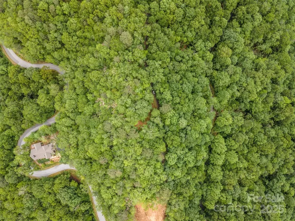 a view of a forest with a tree