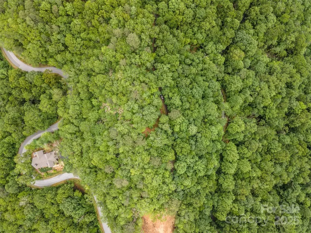 a view of a forest with a tree