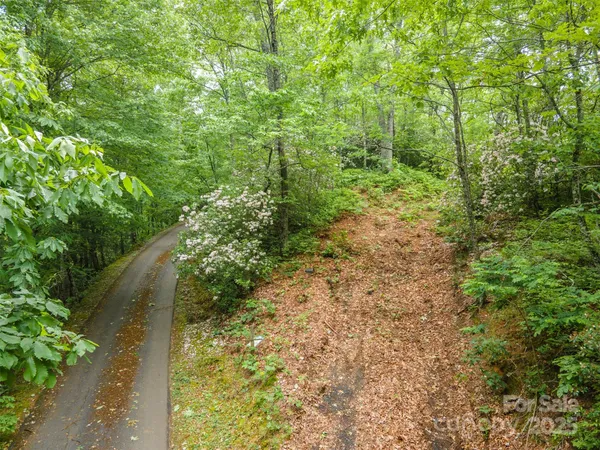 a view of a yard with plants and large trees
