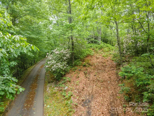 a view of a yard with plants and large trees
