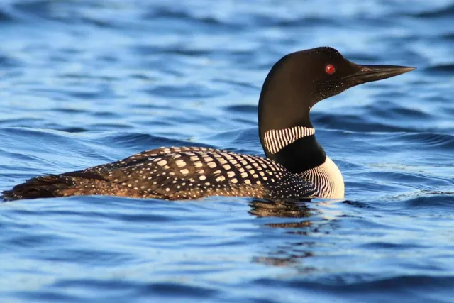 $1,240,000 | 1920 Highway 11, International Falls, MN 56649