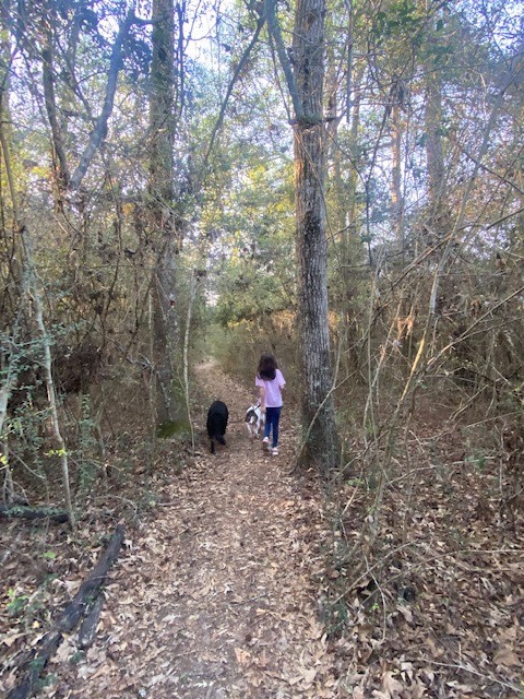 4639 Sequoia Echo Drive Spring, TX 77386 - Photo 20 of 26 a view of a forest with trees in the background