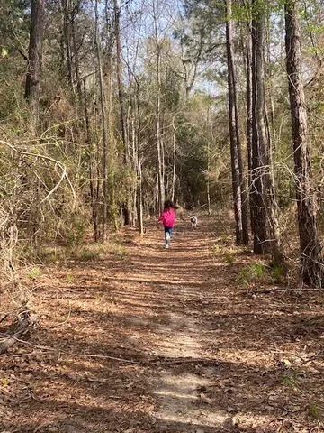 a ground with lots of trees