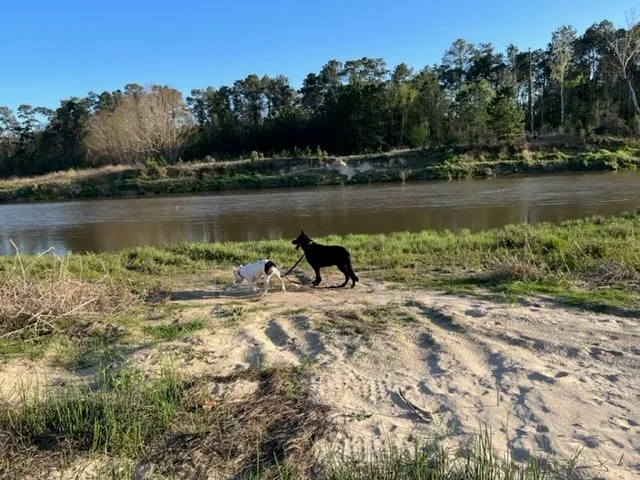 a view of a lake with houses in the back