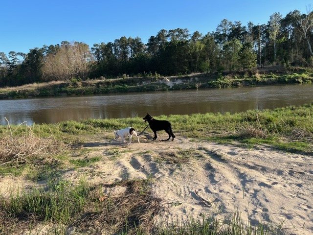 4639 Sequoia Echo Drive Spring, TX 77386 - Photo 23 of 26 a view of a lake with houses in the back