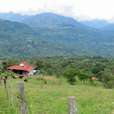 a view of a lush green hillside and a houses