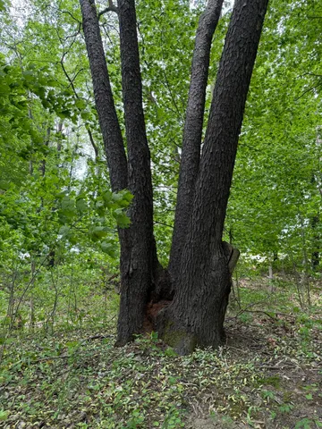 $308,000 | V/l Scottdale Road, Berrien Springs, MI 49103