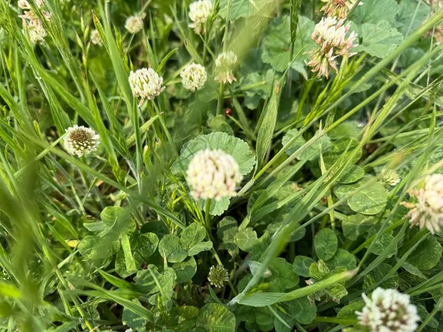 $308,000 | V/l Scottdale Road, Berrien Springs, MI 49103