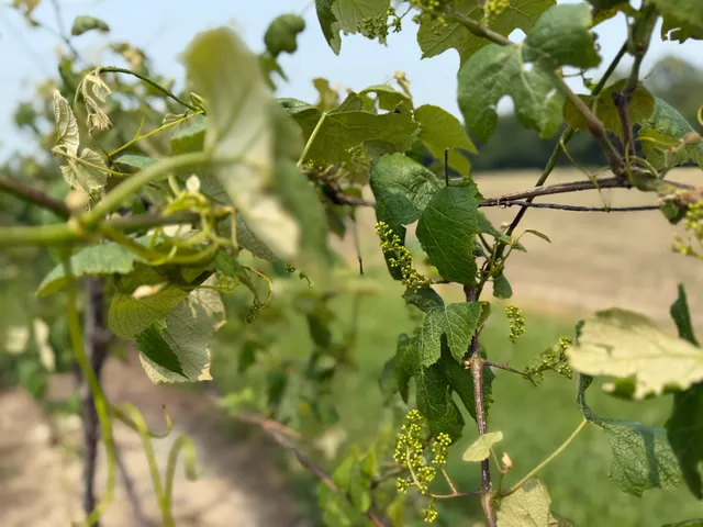 $308,000 | V/l Scottdale Road, Berrien Springs, MI 49103