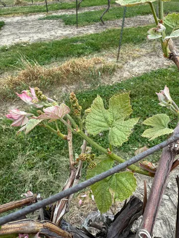 $308,000 | V/l Scottdale Road, Berrien Springs, MI 49103