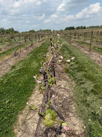 $308,000 | V/l Scottdale Road, Berrien Springs, MI 49103