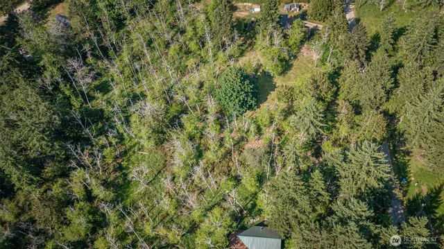 a view of a forest with a tree