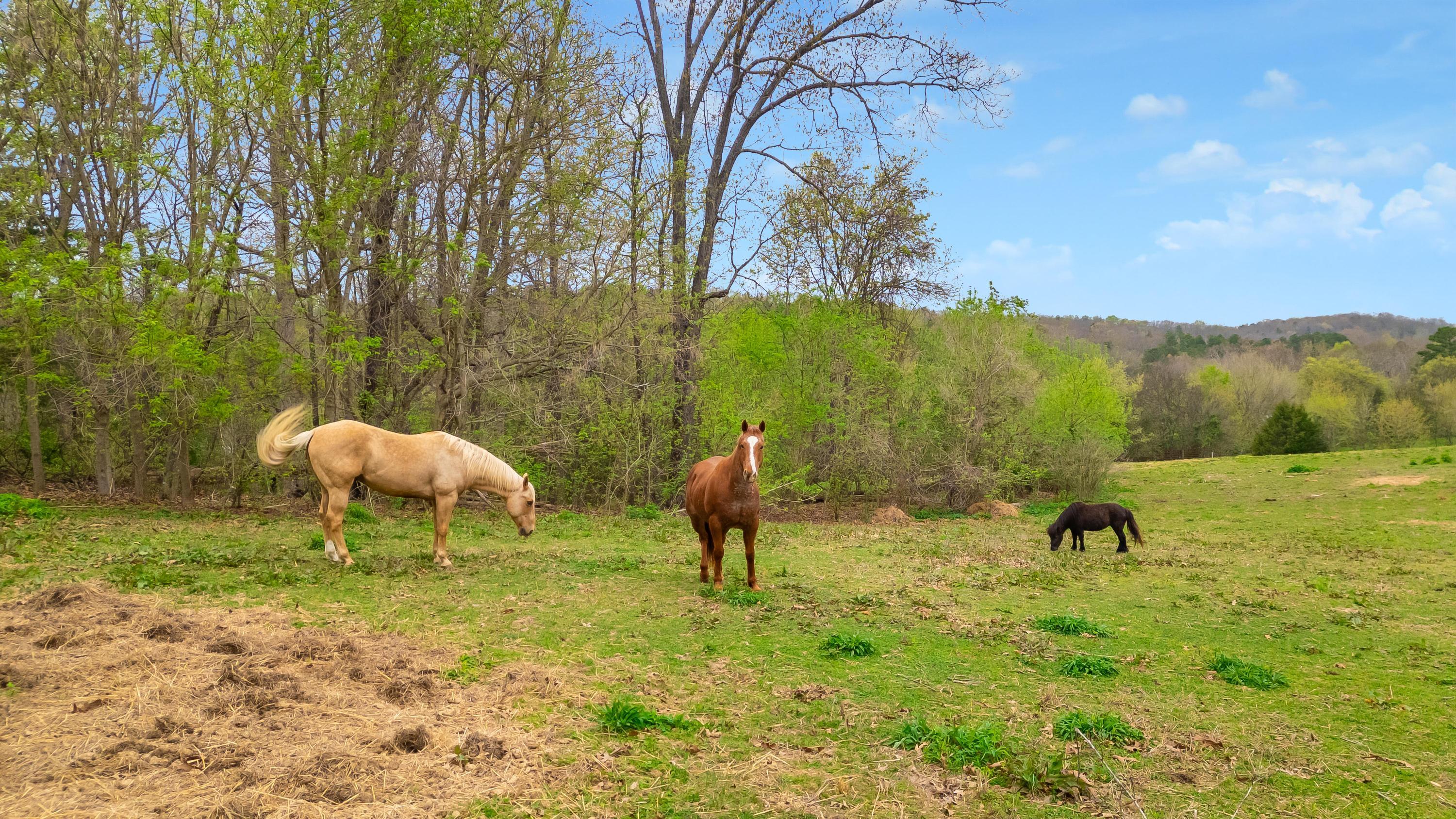 1065 Baggett Road Ringgold, GA 30736 - Photo 19 of 56 2026_03_March_1065_Baggett_Rd_0019