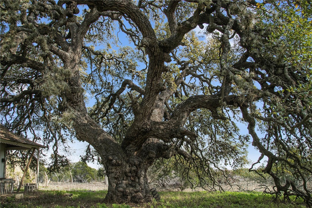 7500 Creek Road Dripping Springs, TX 78620 - Photo 1 of 1 a view of tree
