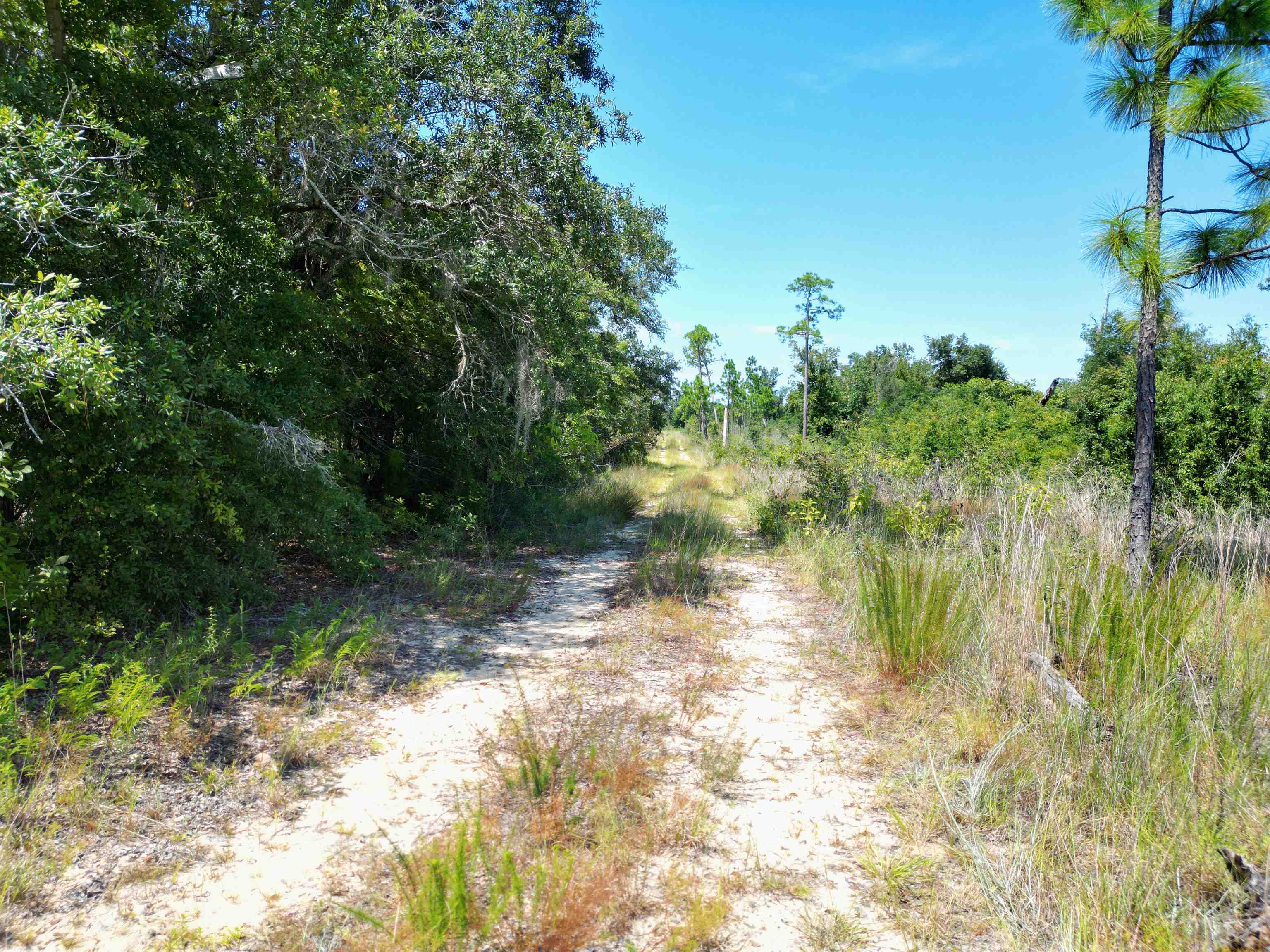 Xxx North W Longleaf Drive Bristol, FL 32321 - Photo 13 of 14