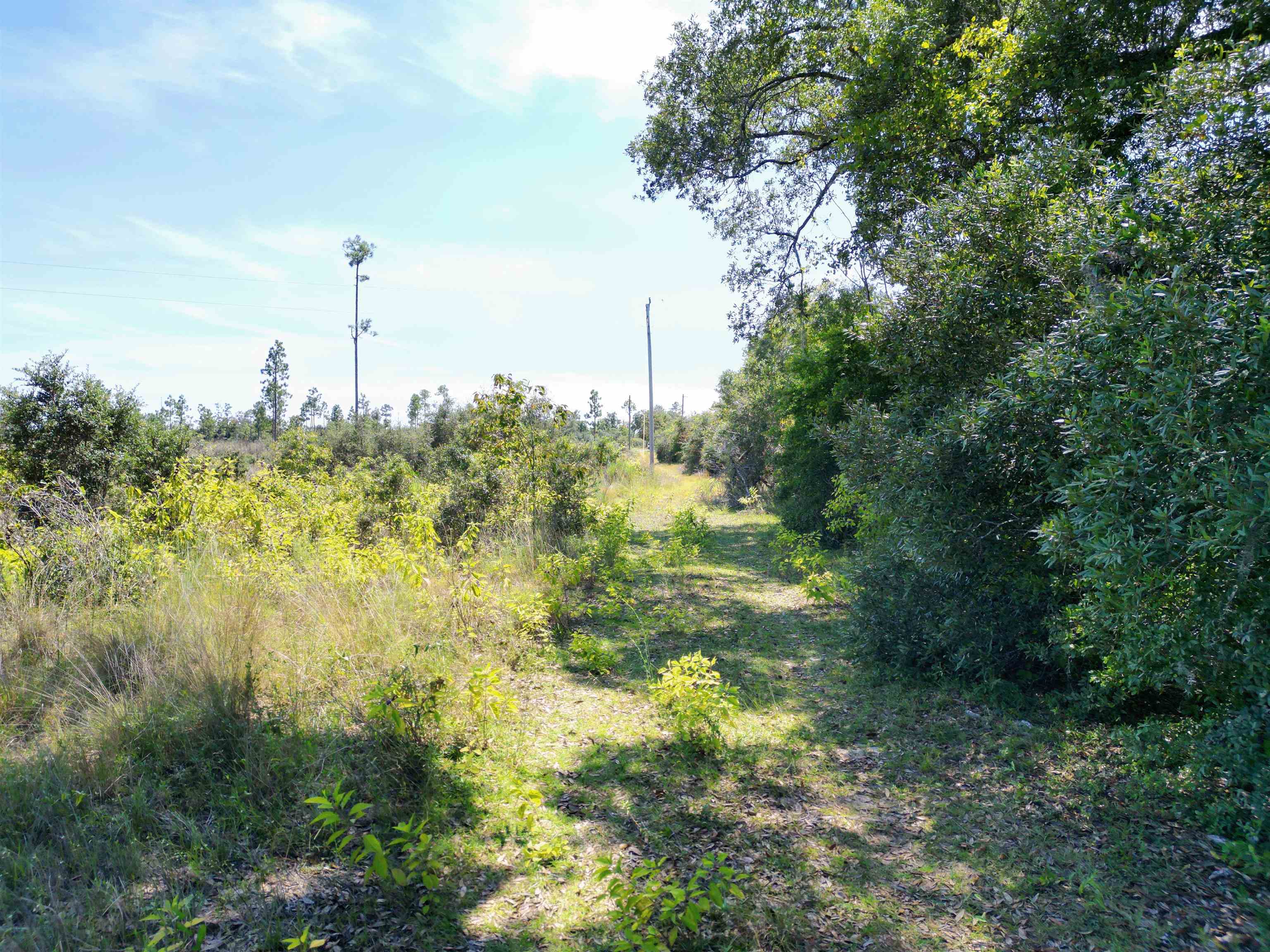 Xxx North W Longleaf Drive Bristol, FL 32321 - Photo 4 of 14