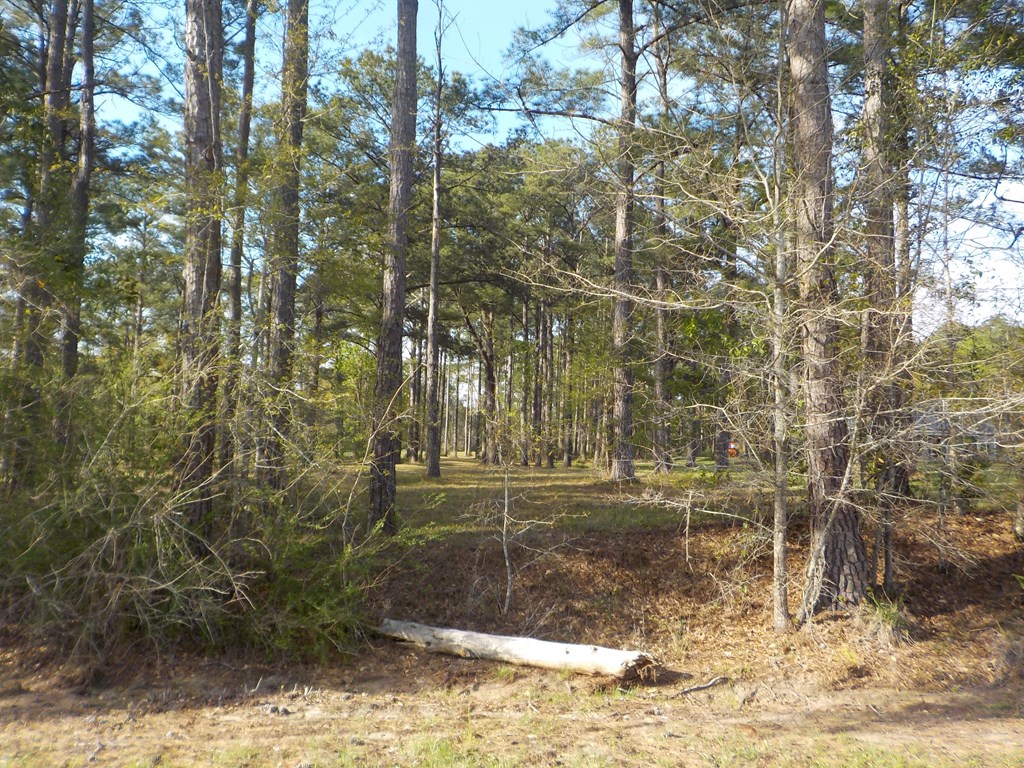 36.62-ac Hooper Cherry Road Dothan, AL 36301 - Photo 4 of 32 Gallery Image 4