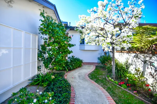 a view of a garden with plants and large trees