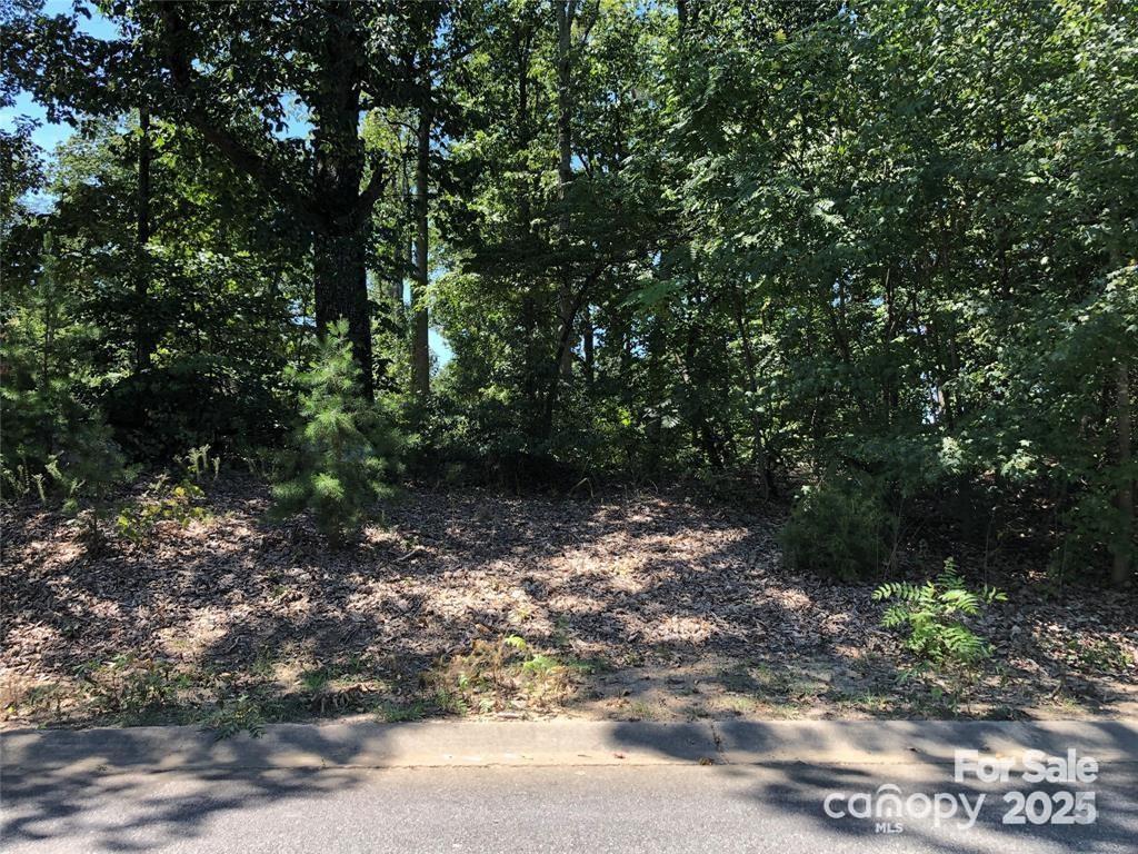 a view of a forest with trees in the background