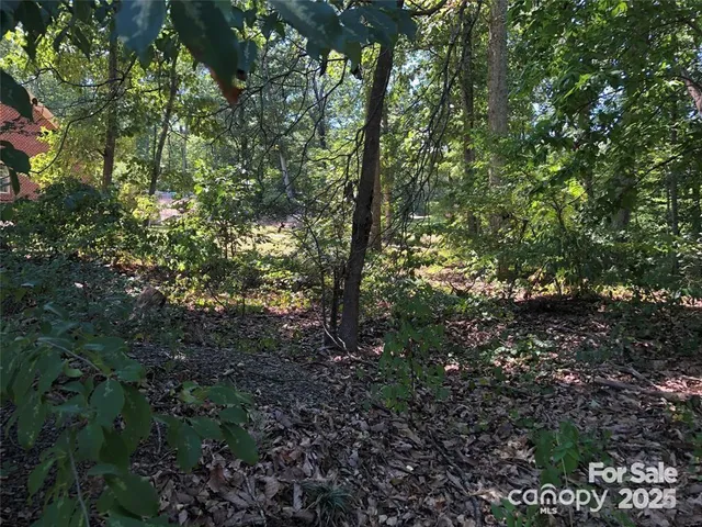 a view of a forest with lots of trees