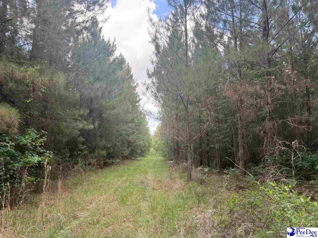 New Farm Road Hemingway, SC 29554 - Photo 3 of 17 Gallery Image 3