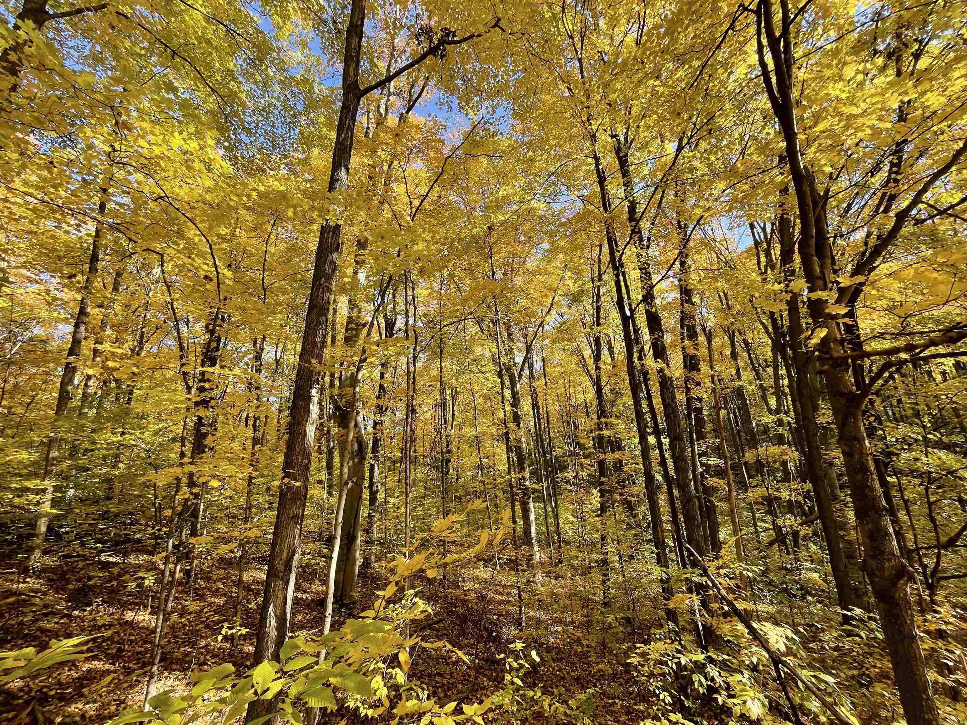 Lot 3 Dockery Road East Williamsburg, MI 49690 - Photo 4 of 6