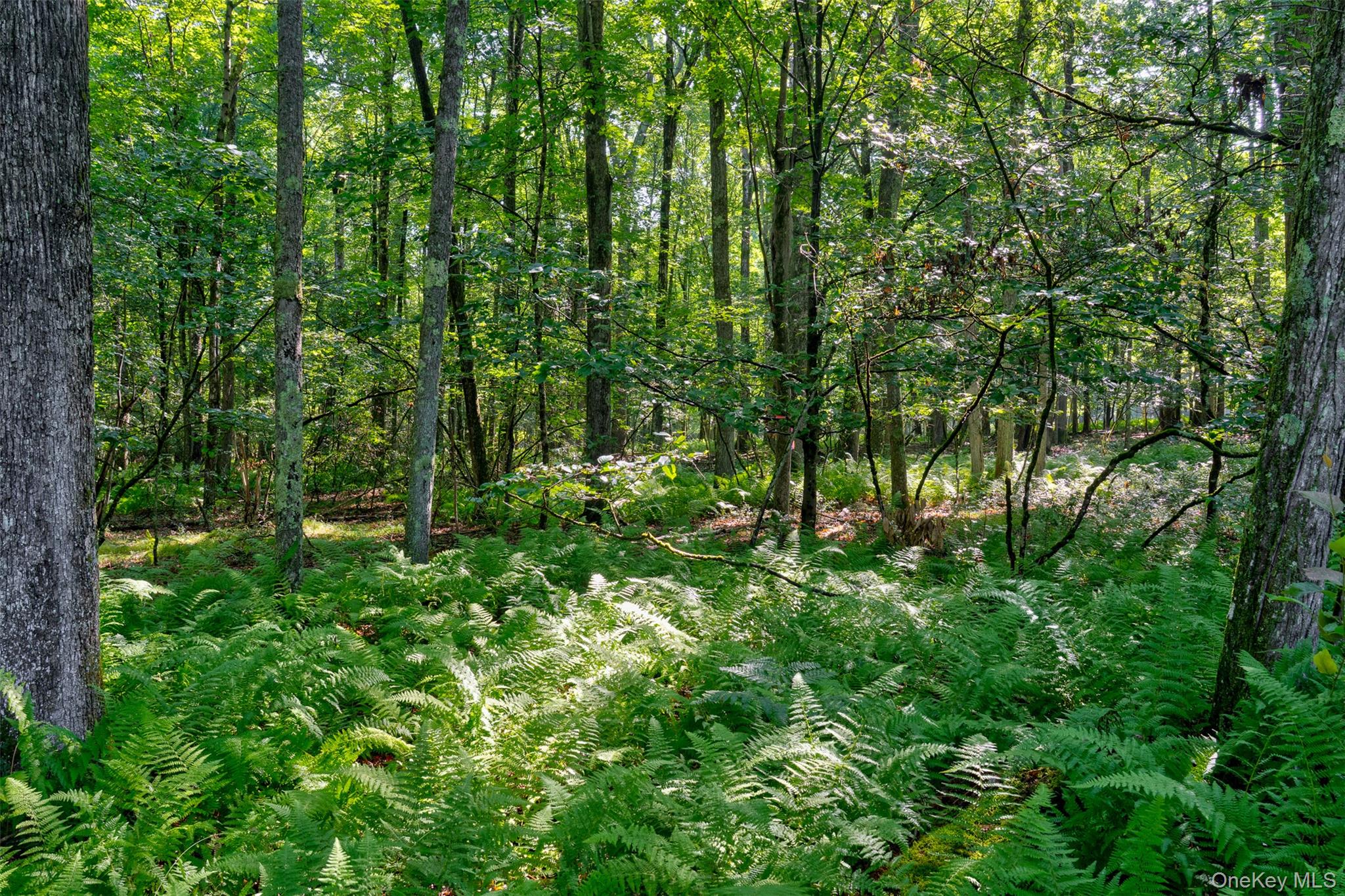 Lot 23 Perry Pond Road Narrowsburg, NY 12764 - Photo 8 of 17 Gallery Image 8