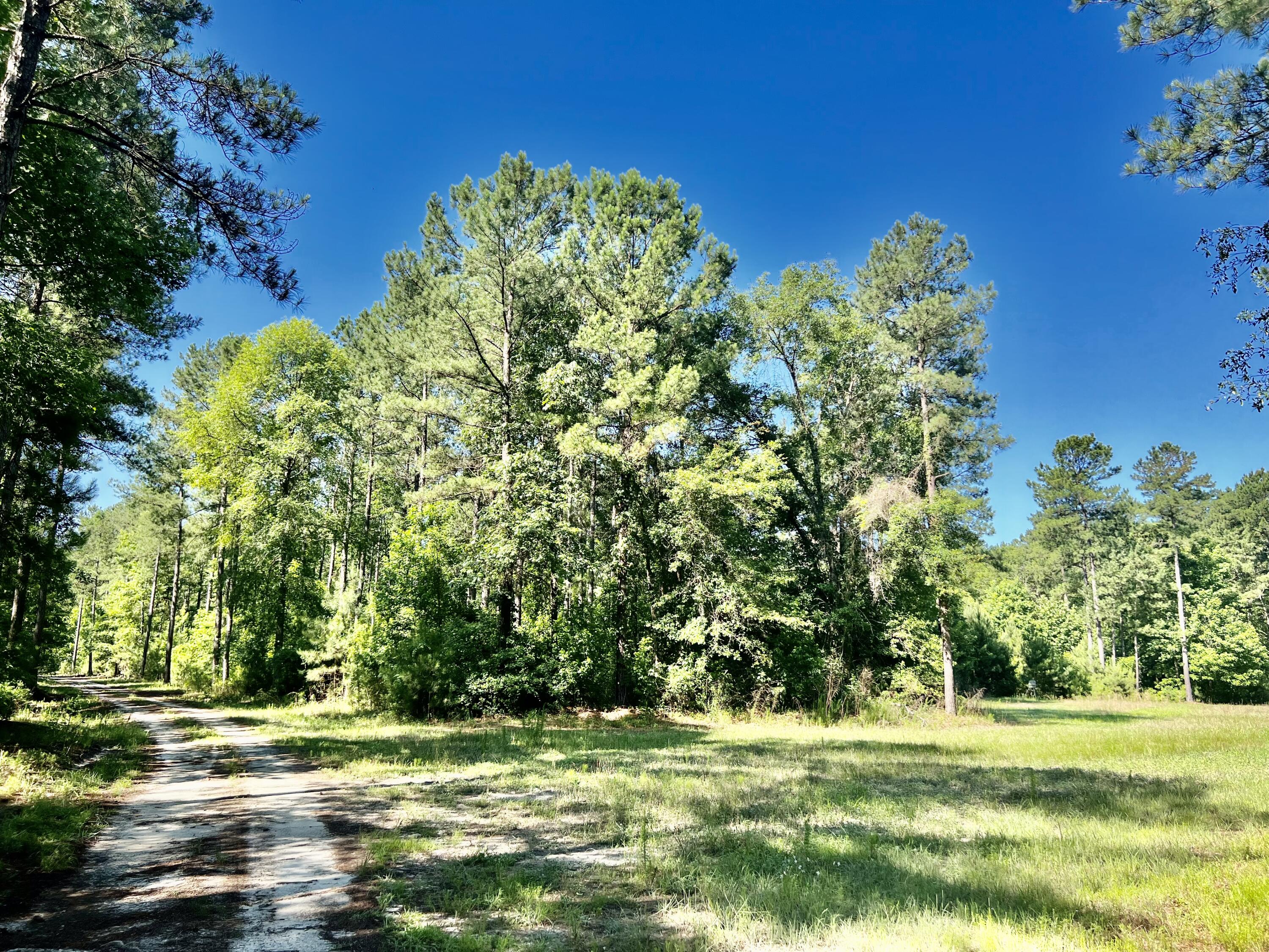3199 Prince Williams Road Brunson, SC 29911 - Photo 54 of 63 A8BA7300-FD13-47CE-BEEC-50C6CC56A45F