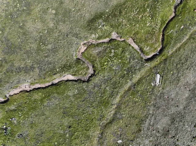 a close up of a plant in a garden