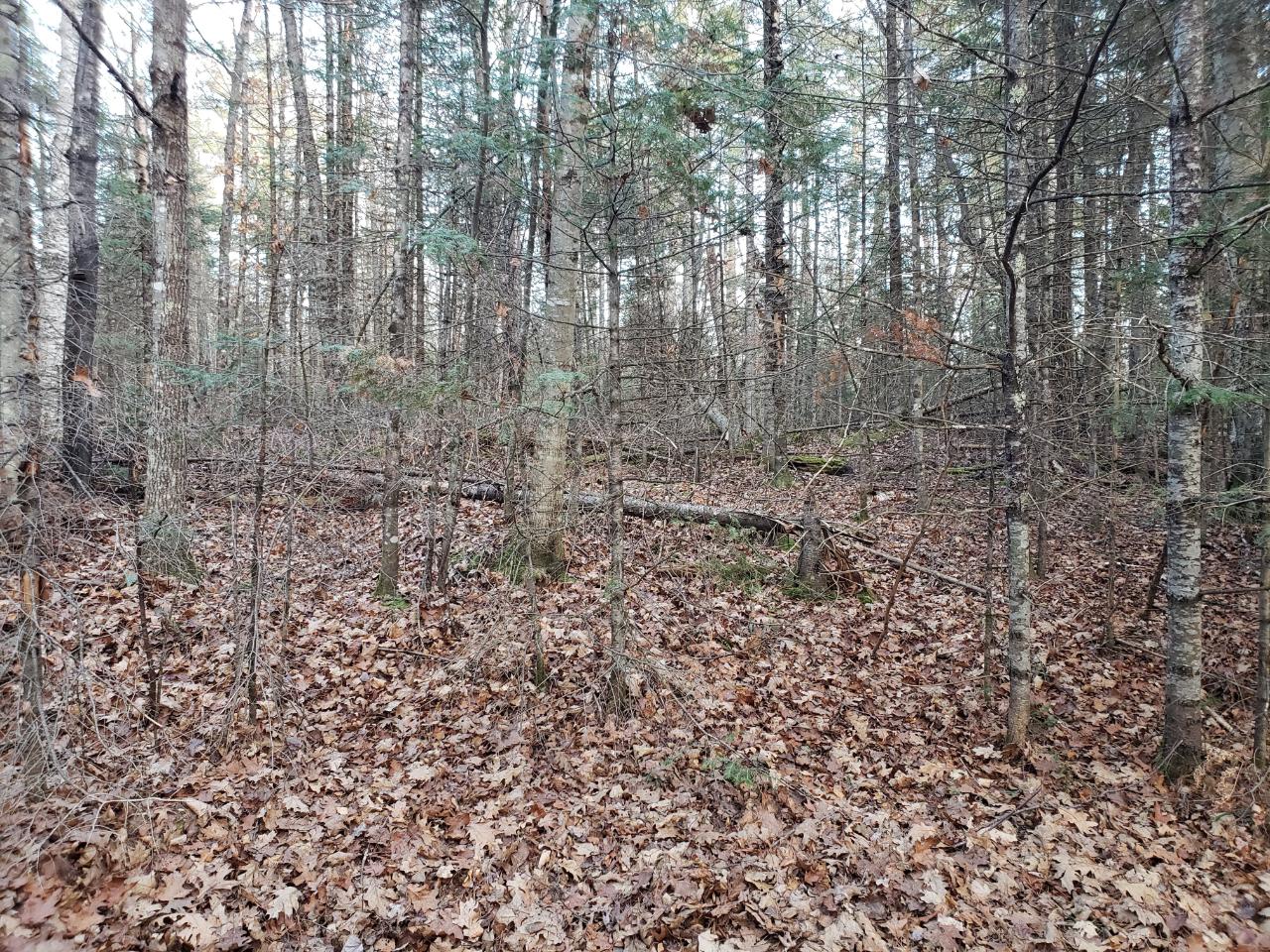 6-acres Spring Meadow Lane Eagle River, WI 54521 - Photo 7 of 8 Gallery Image 7