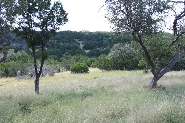 a view of a yard with a tree