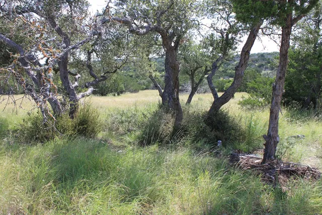 a view of a lush green forest