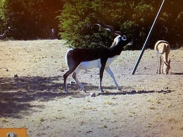 a view of swimming pool with a yard