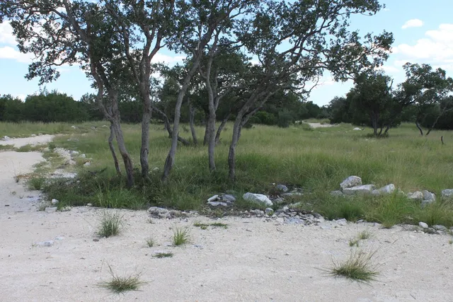 a view of a lake view with a tree
